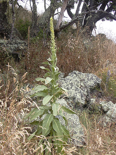 verbascum thapsus